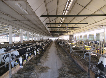 Hala po přístavbě (vlevo) a vpravo porodní kotce