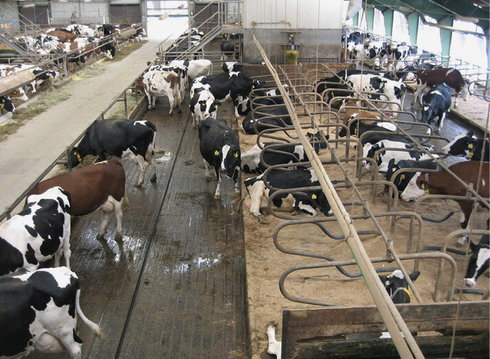 Pohled do stáje s velmi dobrou úrovní welfare