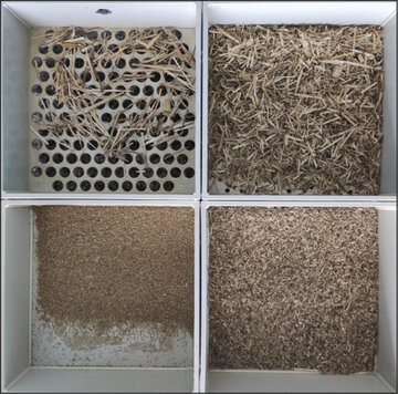 Obrázok č. 2 – Preosiata TMR, príprava na pôrod