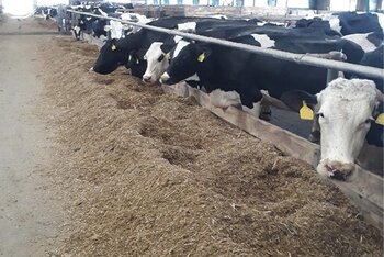 Štruktúra miešanky u produkčných kráv