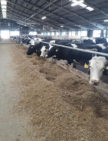 Štruktúra miešanky u produkčných kráv